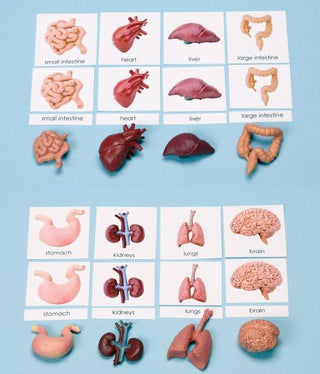 Match or Memory: Human Organs Miniatures with 3-Part Laminated Cards (C)